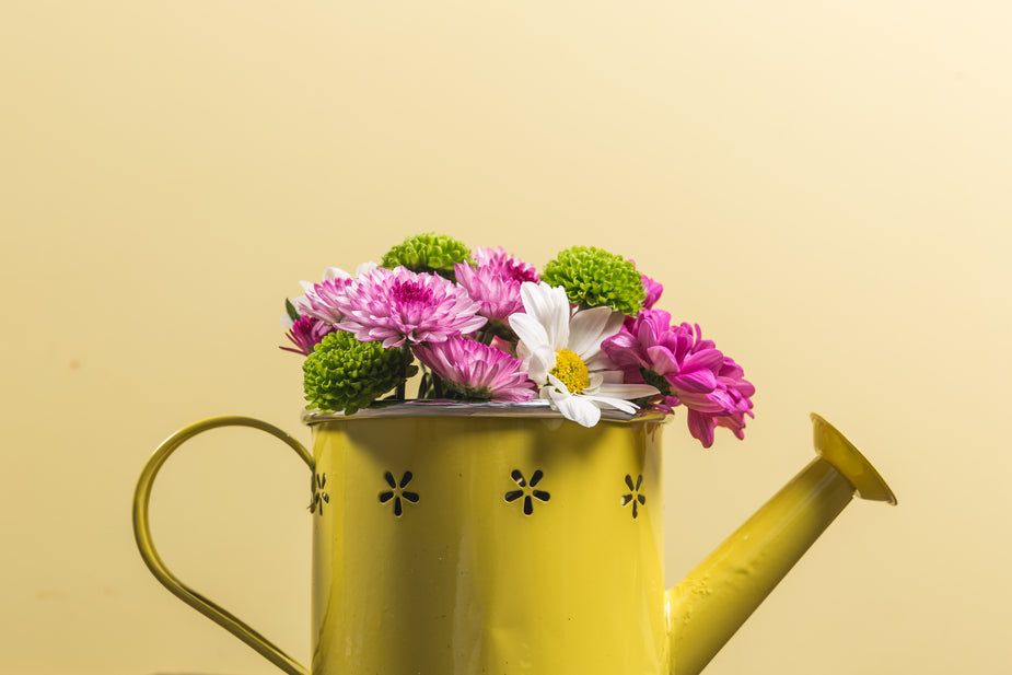 Home & Garden